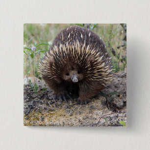 Cute Echidna uit Australië Vierkante Button 5,1 Cm