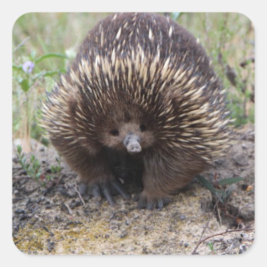 Cute Echidna uit Australië Vierkante Sticker (Voorkant)