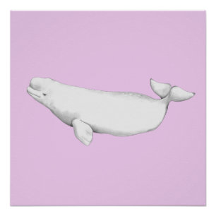 Cute Elegant Beluga Whale Book Illustration Perfect Poster
