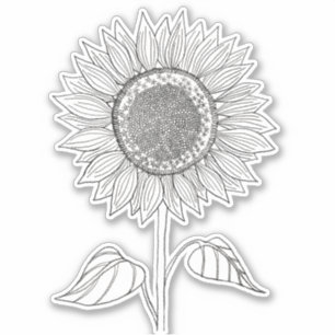 Cute Elegant Boho Black and White Pencil Sunflower Sticker