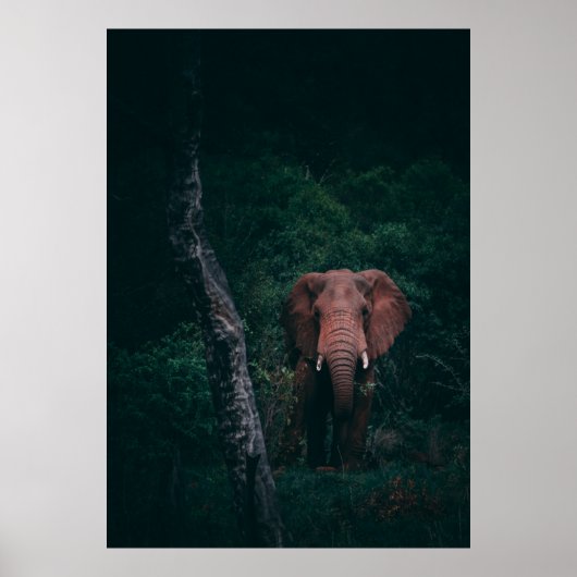 CUTE ELEPHANT POSTER (Voorkant)