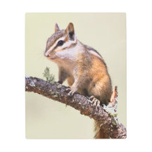 Cute en Chubby Chipmunk