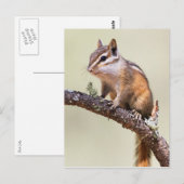 Cute en chubby chipmunk briefkaart (Voorkant / Achterkant)