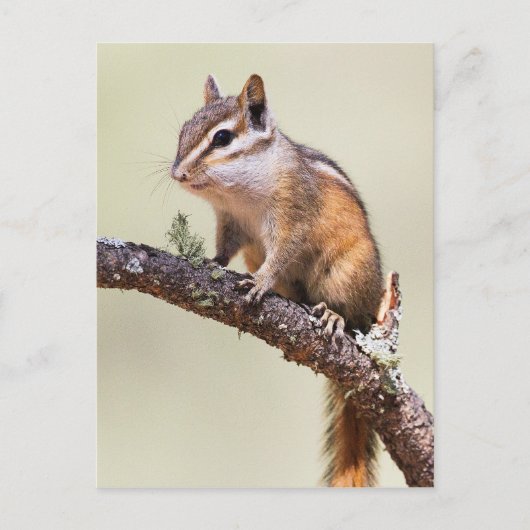 Cute en chubby chipmunk briefkaart (Voorkant)