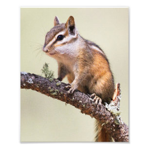 Cute en chubby chipmunk foto afdruk
