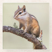 Cute en Chubby Chipmunk Glazen Onderzetter (Voorkant)