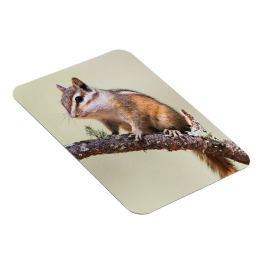 Cute en Chubby Chipmunk Magneet (Rechterzijde)
