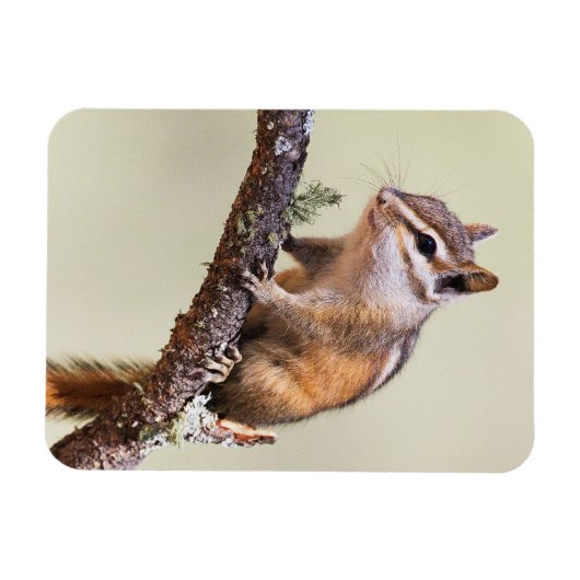 Cute en Chubby Chipmunk Magneet (Horizontaal)