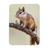 Cute en Chubby Chipmunk Magneet (Verticaal)