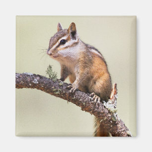 Cute en chubby chipmunk magneet