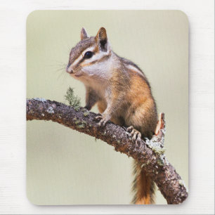 Cute en chubby chipmunk muismat
