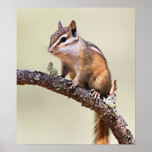 Cute en Chubby Chipmunk Poster (Voorkant)