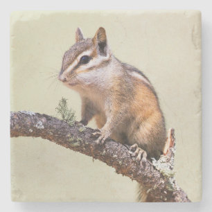 Cute en Chubby Chipmunk Stenen Onderzetter