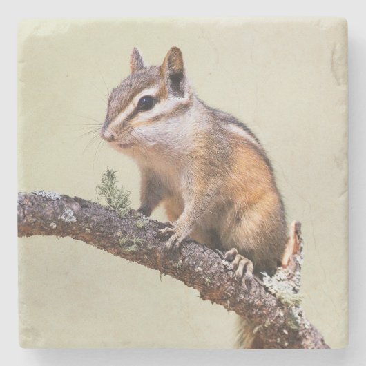 Cute en Chubby Chipmunk Stenen Onderzetter (Voorkant)