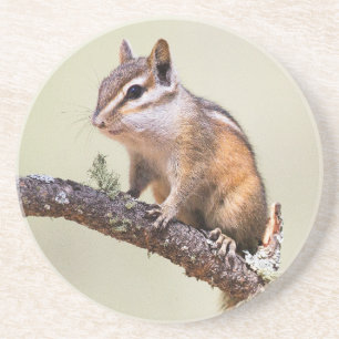 Cute en Chubby Chipmunk Zandsteen Onderzetter