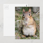 Cute en Friendly Chipmunk Briefkaart (Voorkant / Achterkant)