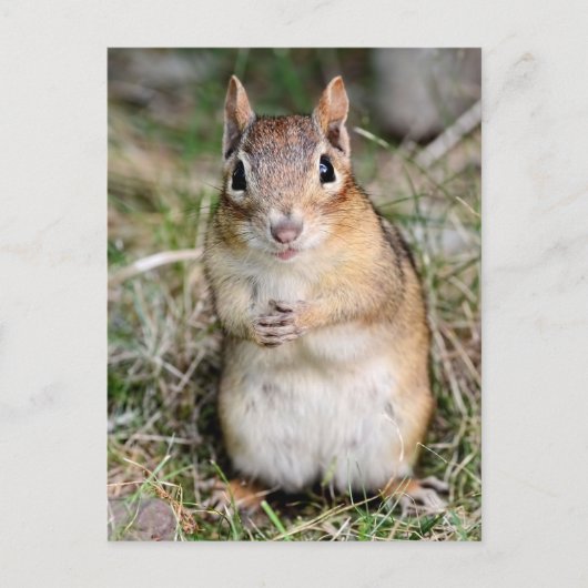 Cute en Friendly Chipmunk Briefkaart (Voorkant)