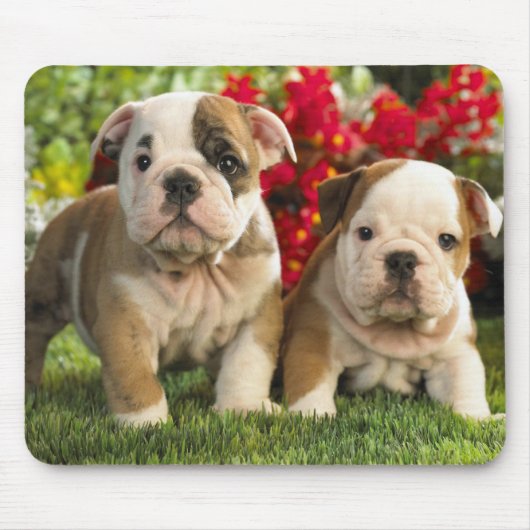 Cute English Bulldog Puppy Dogs Mousepad Muismat (Voorkant)
