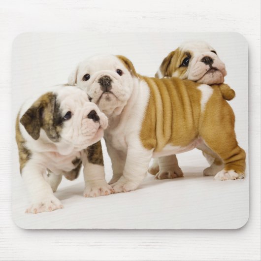 Cute English Bulldogs Puppy Dogs Palling Mousepad Muismat (Voorkant)
