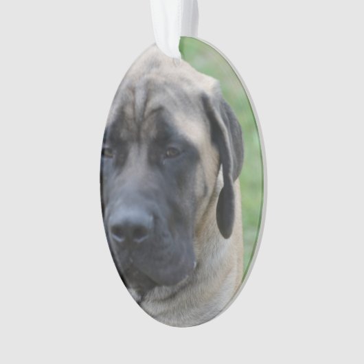Cute English Mastiff Ornament (voorkant)
