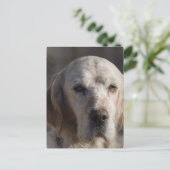 Cute English Setter Briefkaart (Staand voorkant)