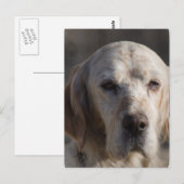 Cute English Setter Briefkaart (Voorkant / Achterkant)