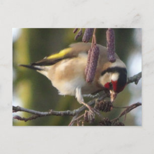 Cute-etende Goldfinch DIY-Briefkaart Briefkaart