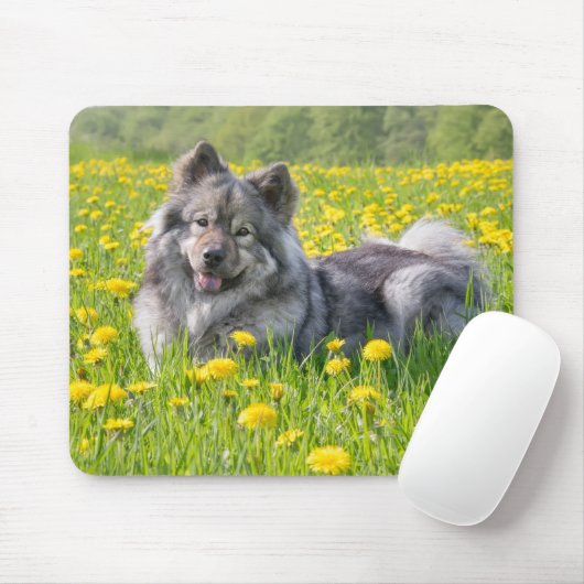 Cute Eurasier Dog in a Meadow Flowering Dandelions Muismat (Met muis)