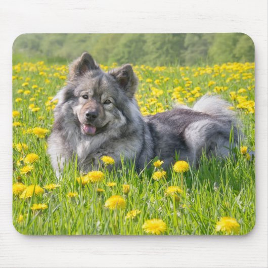 Cute Eurasier Dog in a Meadow Flowering Dandelions Muismat (Voorkant)