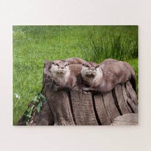Cute Euraziatische Otters-dierfotografie Legpuzzel