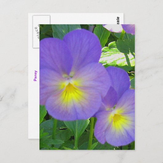 Cute Faced Pansy Briefkaart (Voorkant / Achterkant)