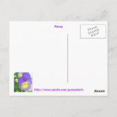 Cute Faced Pansy Briefkaart (Achterkant)