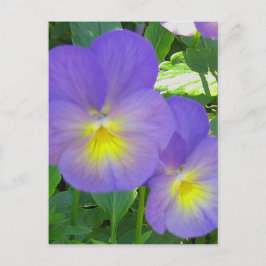 Cute Faced Pansy Briefkaart