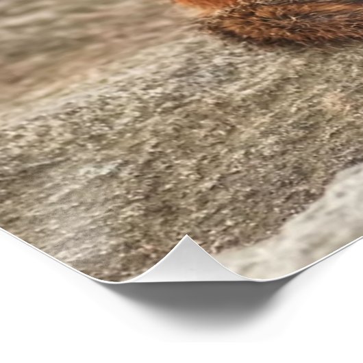 Cute Fat en Fluffy Chipmunk Poster (Hoek)