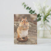 Cute Fat & Fluffy Chipmunk Briefkaart (Staand voorkant)