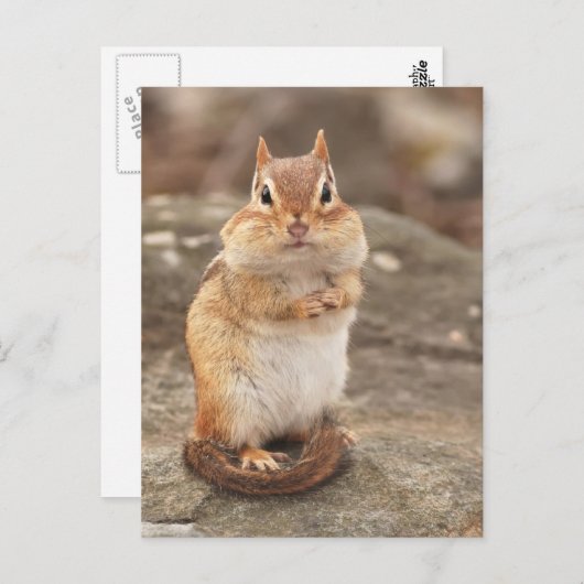 Cute Fat & Fluffy Chipmunk Briefkaart (Voorkant / Achterkant)