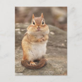 Cute Fat & Fluffy Chipmunk Briefkaart (Voorkant)