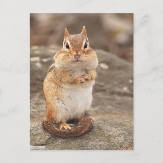 Cute Fat & Fluffy Chipmunk Briefkaart (Voorkant)