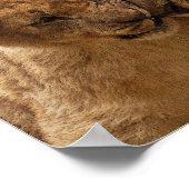 Cute Father en Son Lion Poster (Hoek)