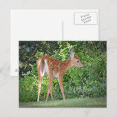 Cute Fawn Briefkaart (Voorkant / Achterkant)
