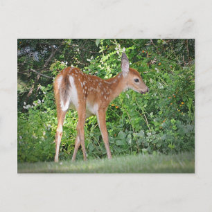 Cute Fawn Briefkaart