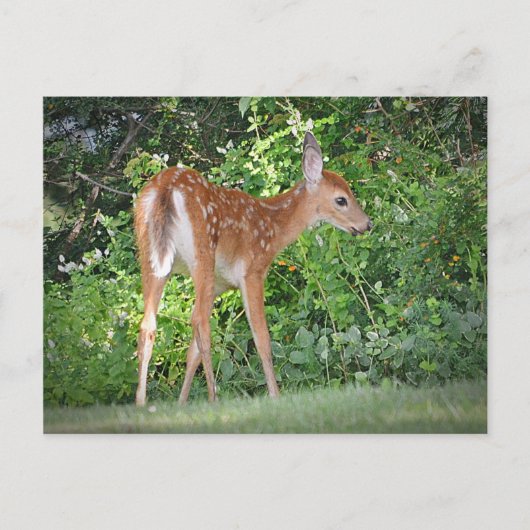 Cute Fawn Briefkaart (Voorkant)