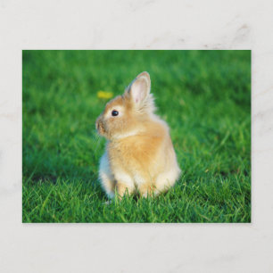 Cute Fawn Bunny Sitting in Grass Briefkaart