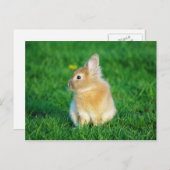 Cute Fawn Bunny Sitting in Grass Briefkaart (Voorkant / Achterkant)