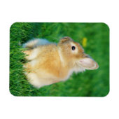 Cute Fawn Bunny Sitting in Grass Magneet (Horizontaal)