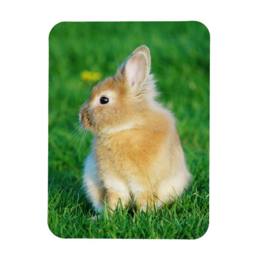 Cute Fawn Bunny Sitting in Grass Magneet (Verticaal)