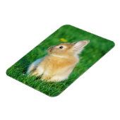 Cute Fawn Bunny Sitting in Grass Magneet (Linkerzijde)