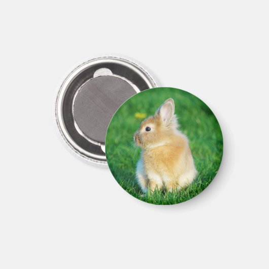 Cute Fawn Bunny Sitting in Grass Magneet (Voorkant / Achterkant)