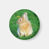 Cute Fawn Bunny Sitting in Grass Magneet (Voorkant)