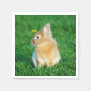 Cute Fawn Bunny Sitting in Grass Servet